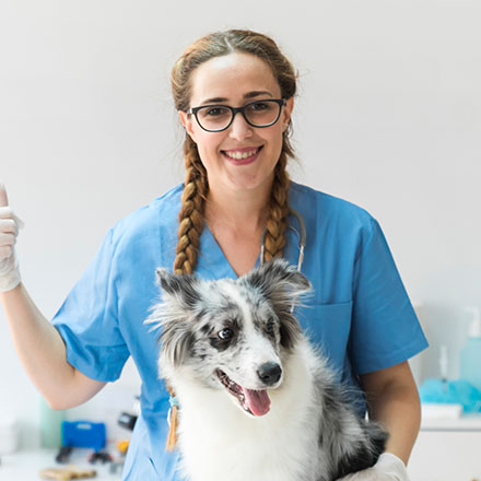 Curso Auxiliar de Clínica Veterinária