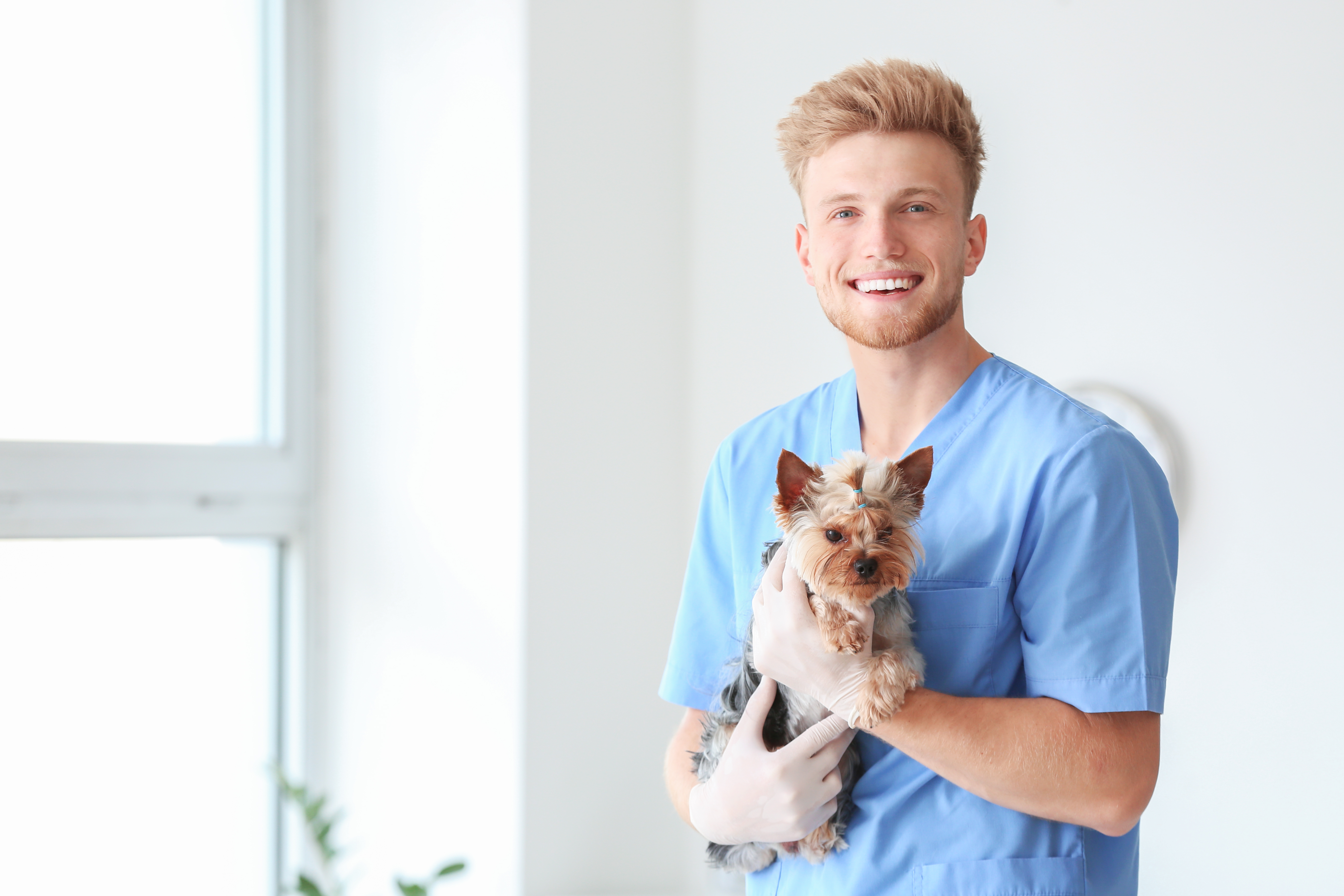Auxiliar Clínica Veterinária